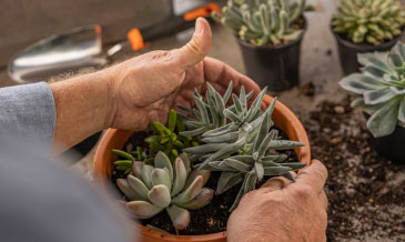 Man putting plants in planter